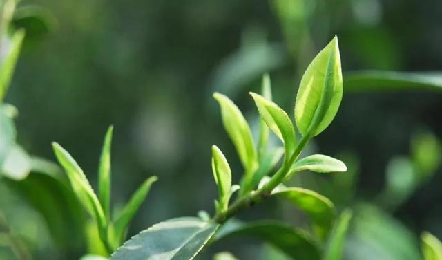 绝情的雁 抓住手边的春色，快来咱商洛人身边的茶园采茶、品茗吧！