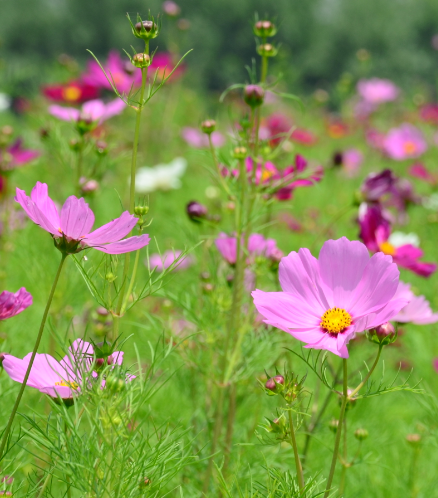 舜网 进入4月下旬,苦尽甘来,身体健康,升职加薪,桃花旺盛的生肖