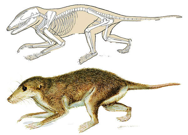 |第一只哺乳动物的进化