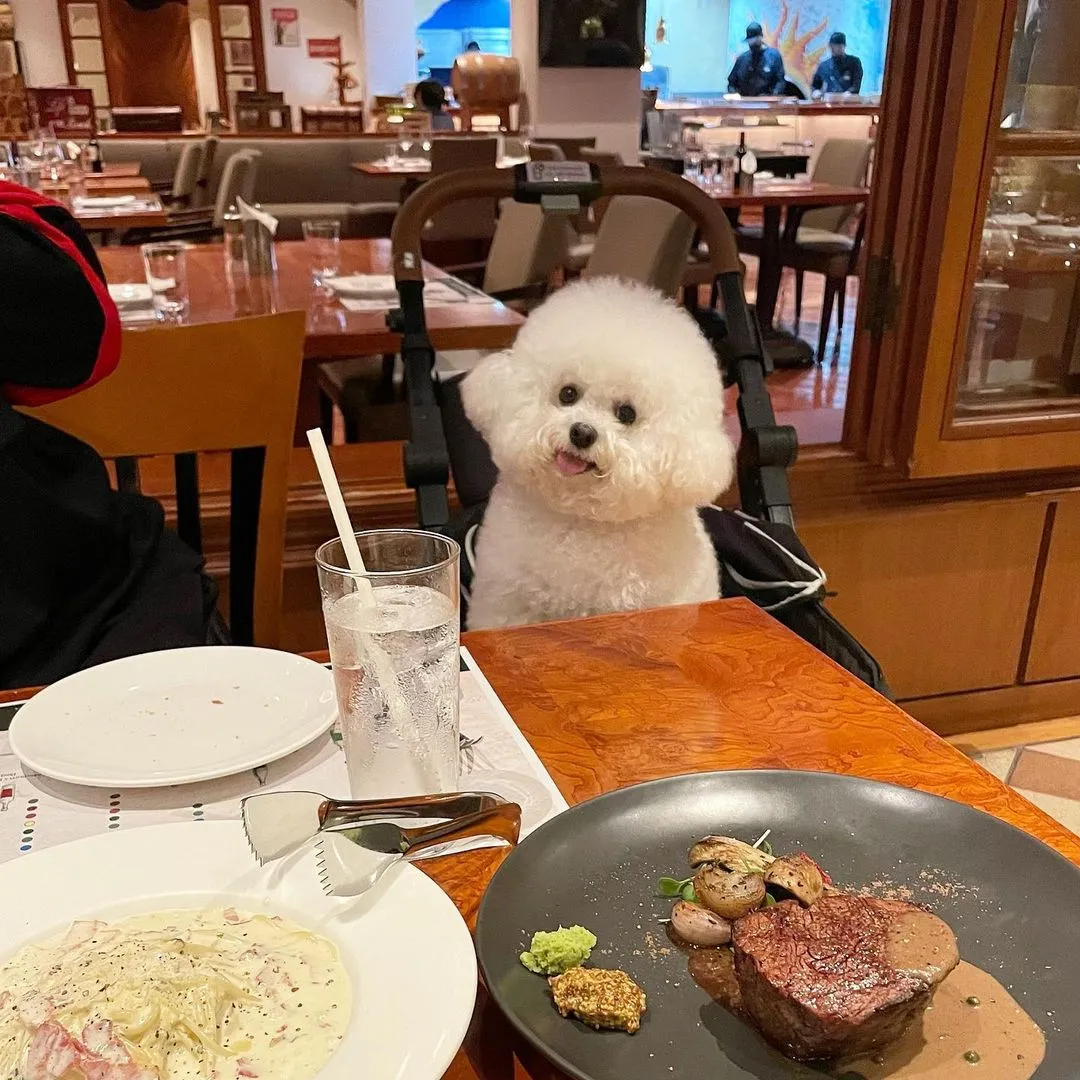 InsDaily 韩国快乐小奶狗爆红网络!看完心都快萌化了!