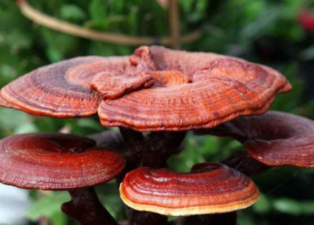 疾病|更年期的“知音”被发现,豆浆排在末尾,医生:若你爱吃,睡得香老得慢