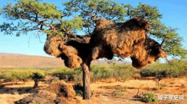  地表最大鸟巢，长度6米重1吨，上面住着掏鸟窝高手，无人敢靠近