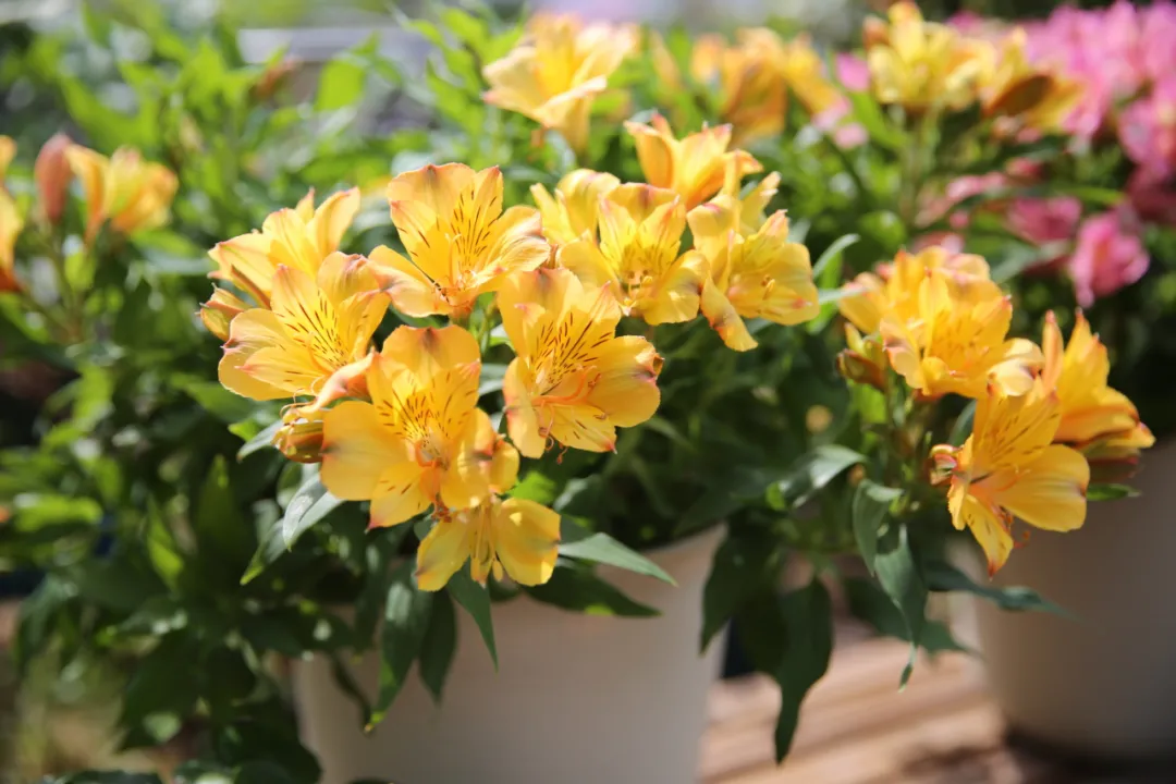 花最少的钱,打造最美的阳台小花园