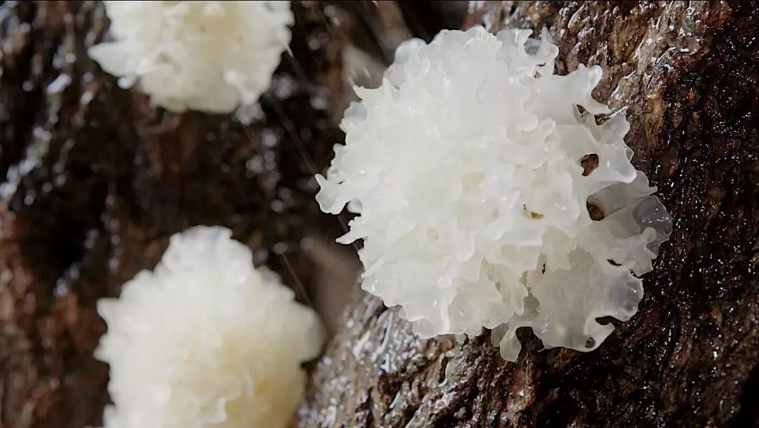 胶原蛋白|建议每个中老年人：如果不差钱尽量多吃3种“营养品”，营养健康