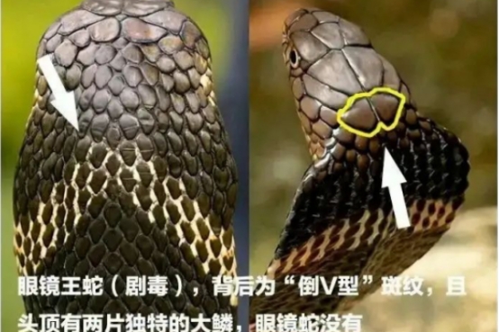 眼镜王蛇 国内最具“牌面”的蛇,眼镜王蛇和眼镜蛇有啥区别?堪称世界之最