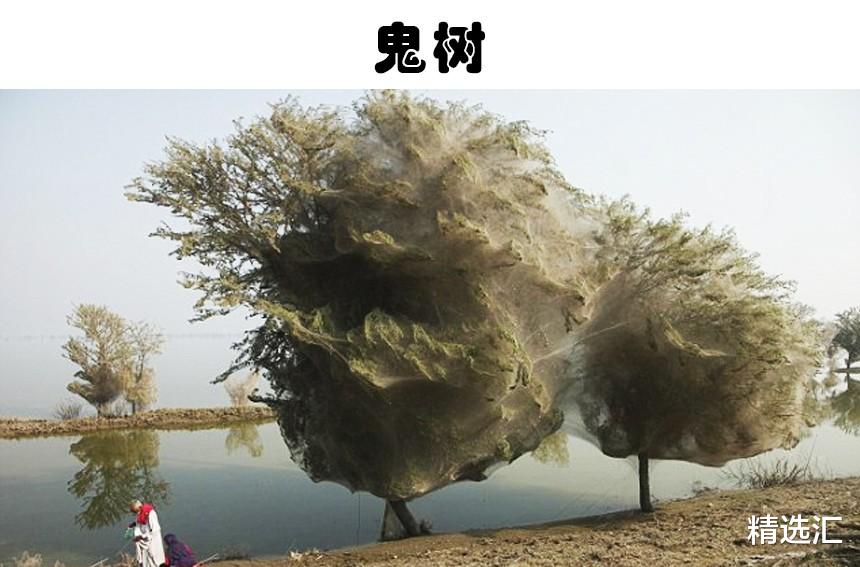 蜘蛛 你见过流血的树木吗？因为看似危险，你不会愿意接触的5种树木