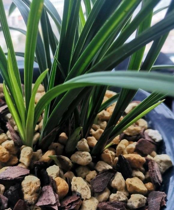 向阳园艺|兰花怎么繁殖？满足3个要求，才可以分株，苗子太弱弱容易死掉
