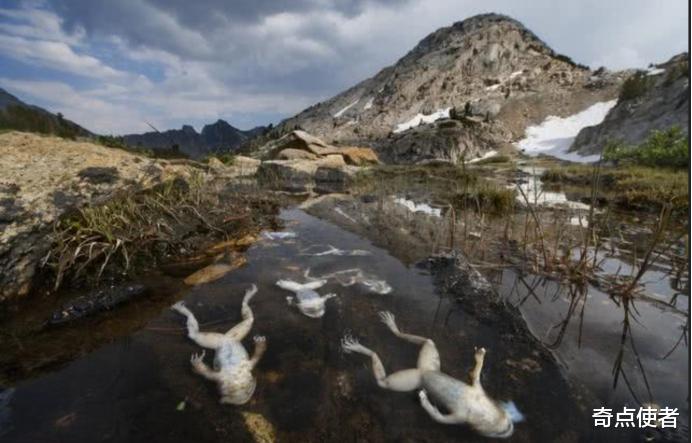 西班牙 西班牙海滩发现20吨死鱼，或与极端天气有关，第六次灭绝会出现吗