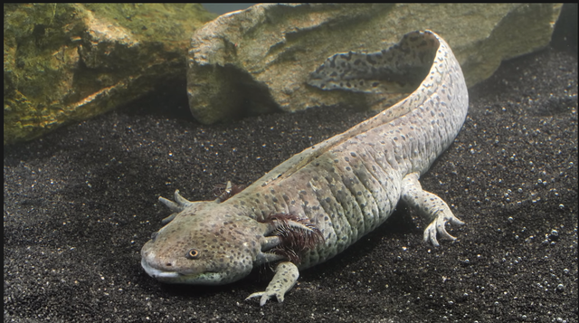  呆萌的它太治愈，人们对它的喜爱不仅于此，看完你想不想养一只？