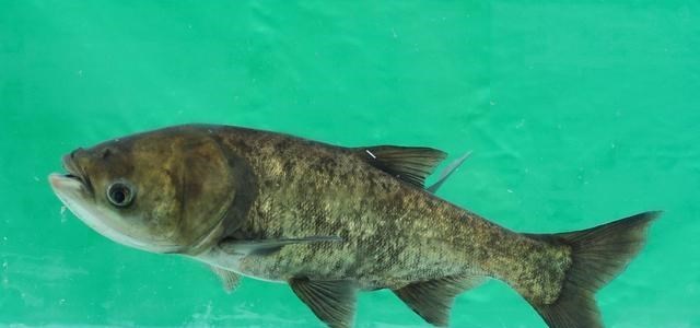 饵料|湖北一男子户外野钓，偶遇巨型“鱼王”漂浮水面，网友：可惜了