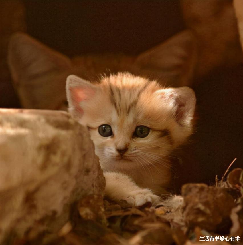  涨知识，盘点那些奇奇怪怪可可爱爱的动物界冷知识