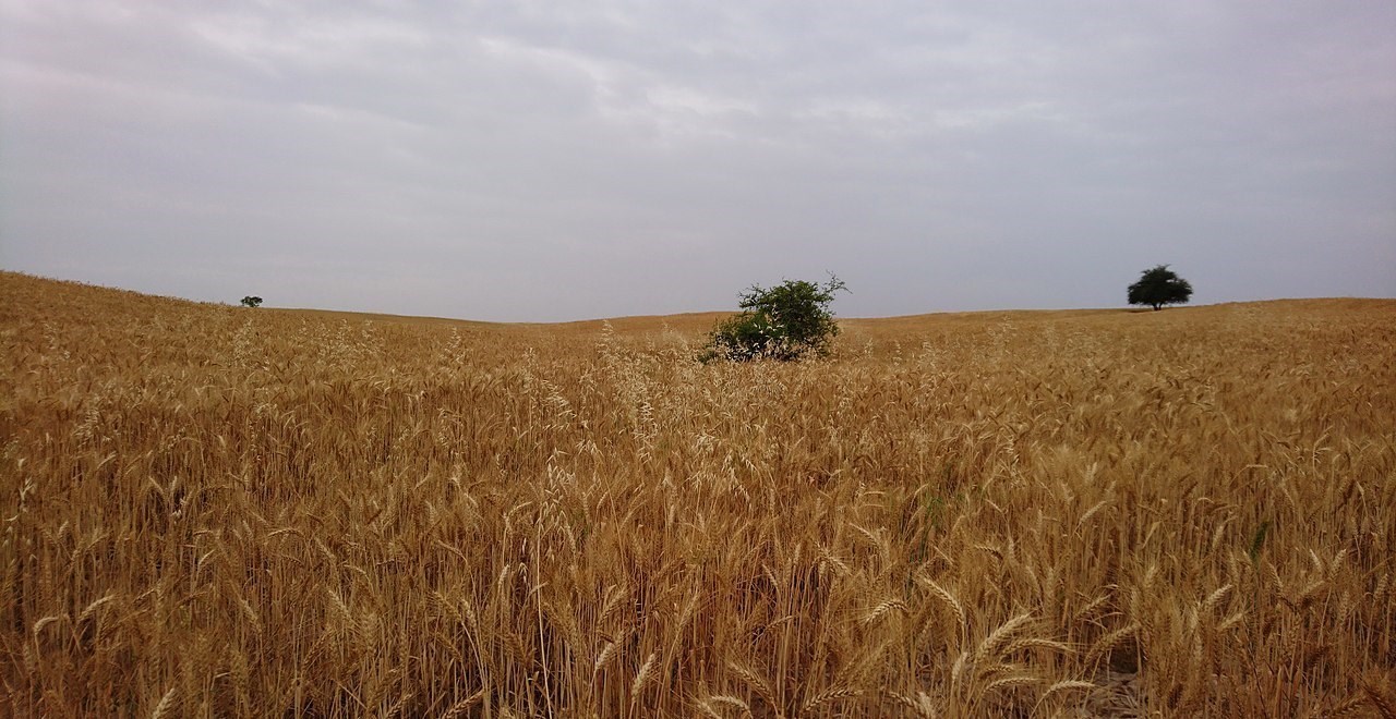 美國的小麥一畝能產多少斤？和中國比較，有多大差距？-圖5