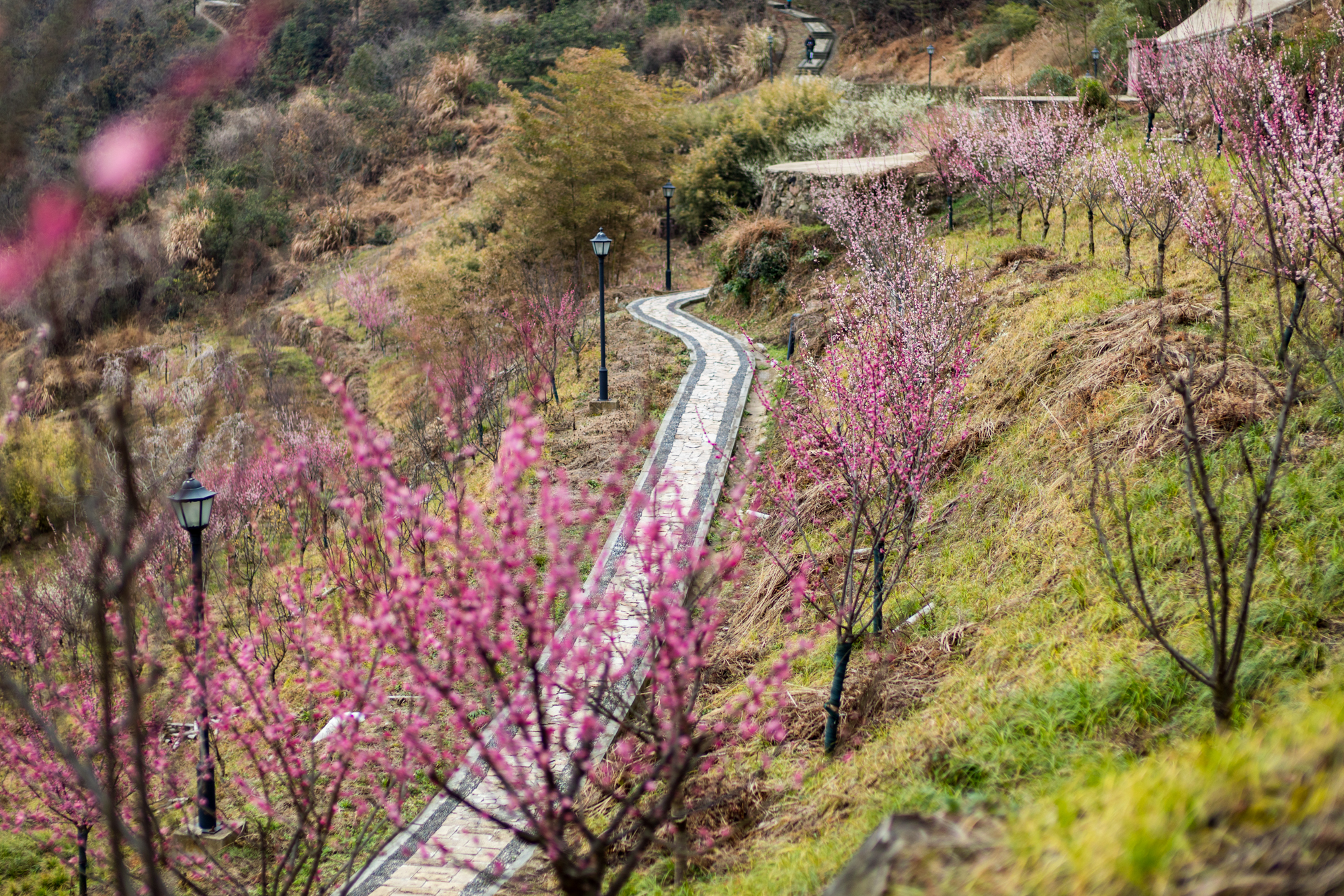 宁波 宁波赏梅观景好去处，有梅花千株，还能登山望海，但是游客却很少