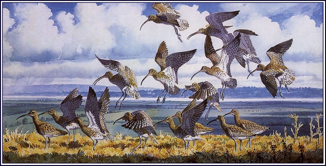 英国查尔斯.图尼克利夫(Charles.Tunnicliffe)禽鸟水彩画