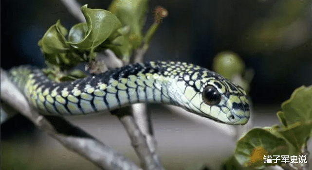  地表最大鸟巢，长度6米重1吨，上面住着掏鸟窝高手，无人敢靠近