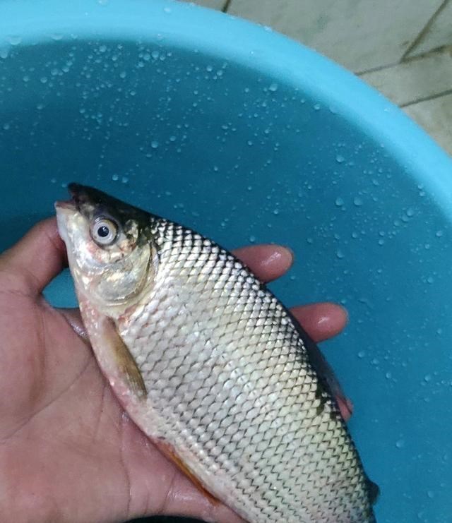 鲫鱼|珠江里还有这种鱼？广州钓鱼人钓起罕见“鲫鱼”，鱼肉像橙肉