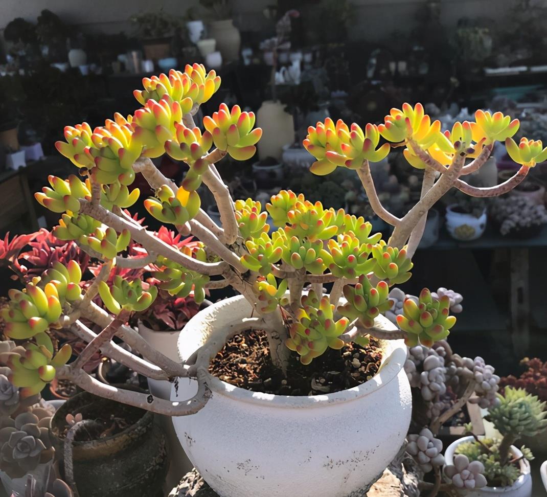 植萌|头一次见这么漂亮的八千代，5点做好，也能培育出好状态