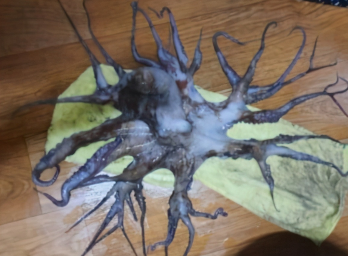 拾伍公子|捕捞到32条腿的章鱼，人们慌了，这条章鱼经历了什么？