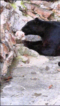 歪骆驼|“小姐姐耍得一手好面条，这小眼神也是绝了”