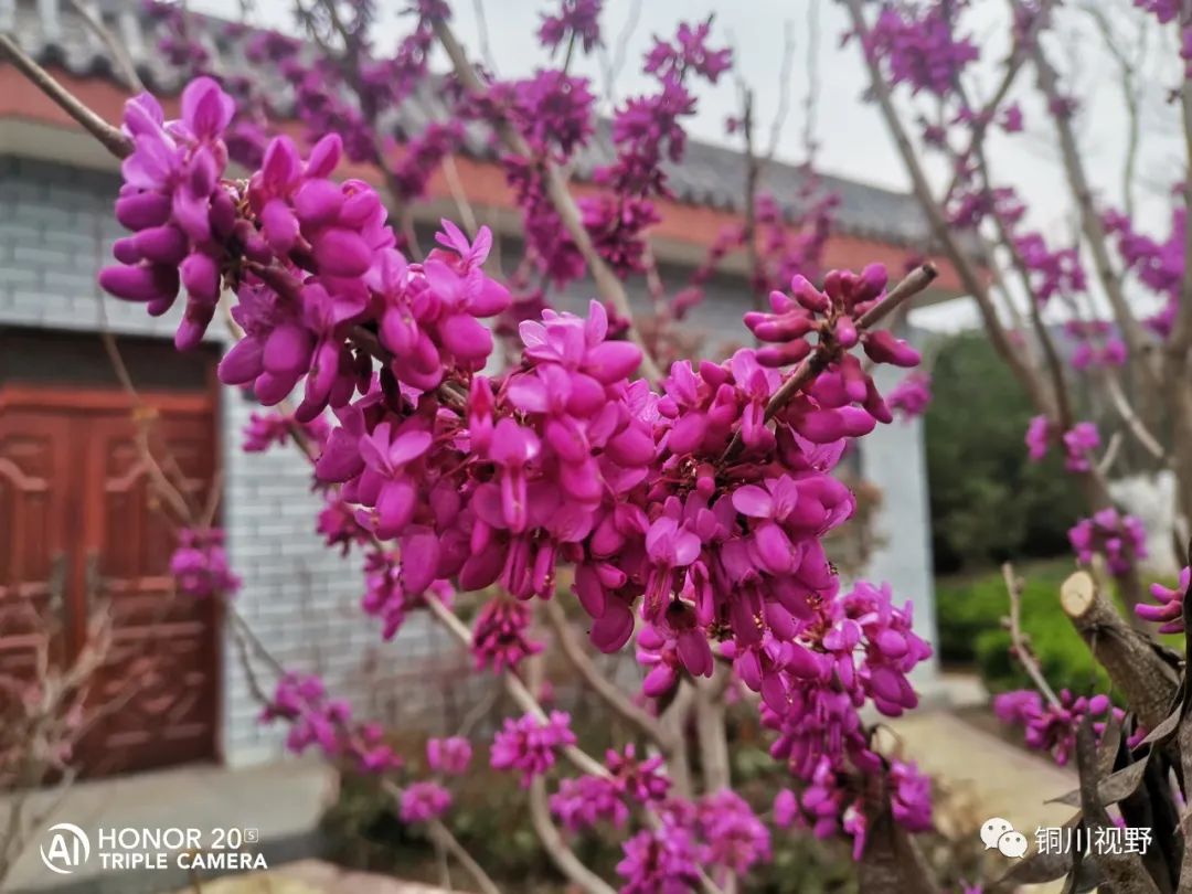 铜川周春辉 铜川王家河小公园的春天