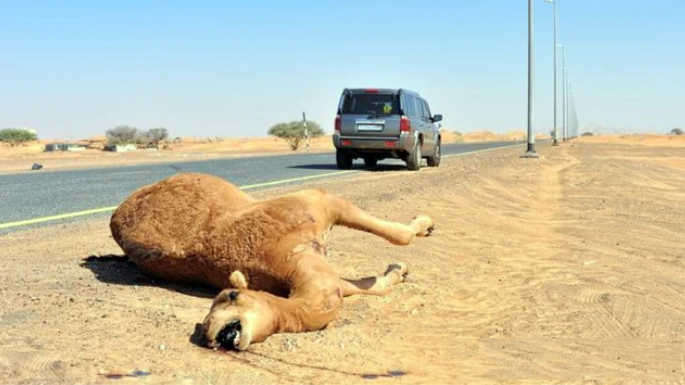 沈阳 “谢大脚”车祸的原因：汽车撞到骆驼，怎么开车没躲过去？
