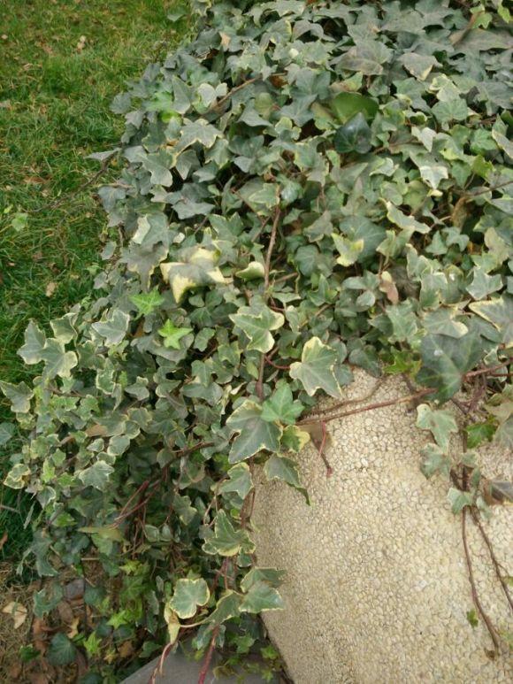 净化空气小能手,客厅放盆常青藤,装饰客厅,吸收二氧化碳