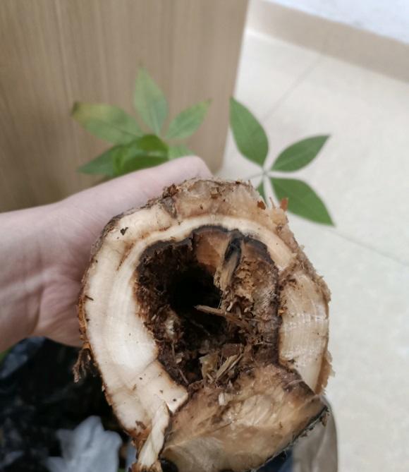 说说家装那点事儿|发财树养不好，叶子发黄，问题在于发财树本身，揭秘发财树！