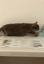 洋葱|19岁小伙骗40岁漂亮阿姨千里来约会，阿姨：“我不能伤害你”哇哈哈哈～