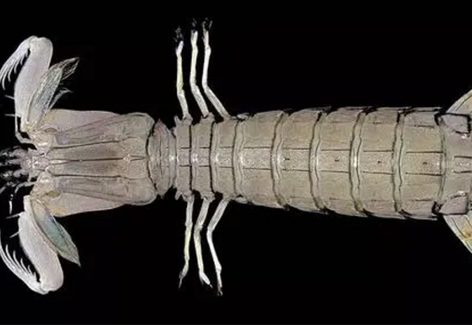 海蛇 堪比李小龙的皮皮虾,一拳力量是普通成年人的三倍,4亿年不进化