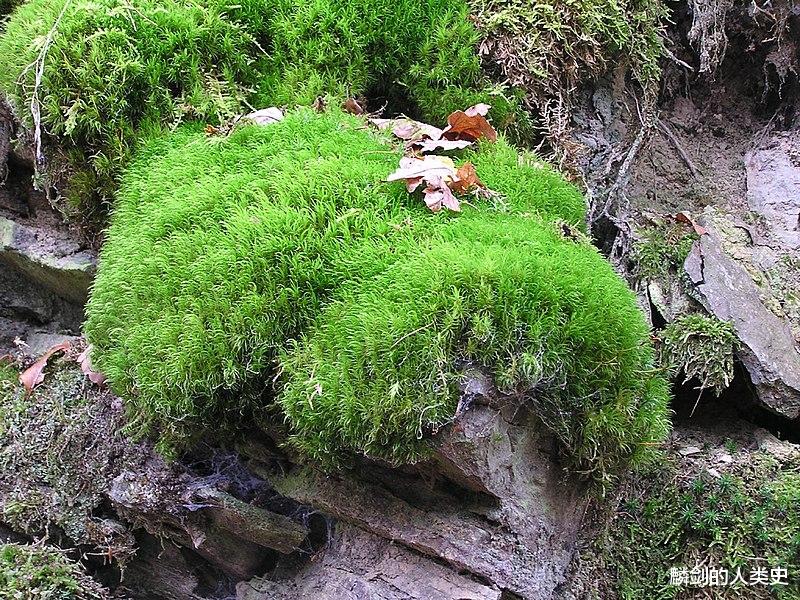 【地球生物全系列——植物篇】曲尾藓亚纲—曲尾藓目