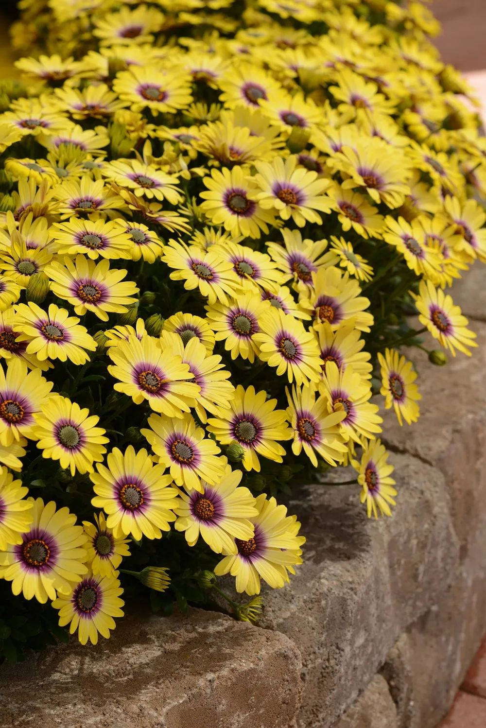 花最少的钱,打造最美的阳台小花园