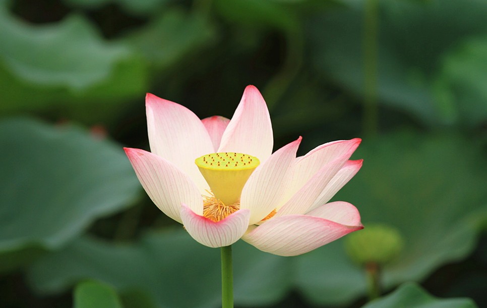 星座师安达|有傲骨、不轻易妥协认输的星座,很难被人打倒