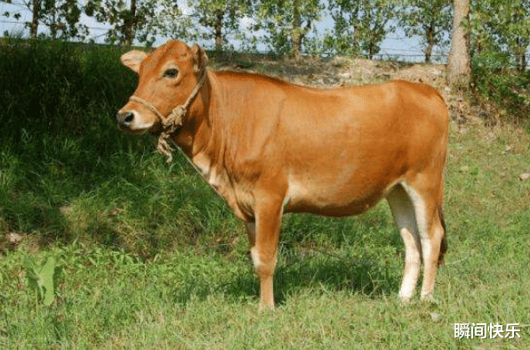 瞬间快乐|9月2日-9月14日,马、羊、生肖牛运势攻略,先苦后甜,大器晚成