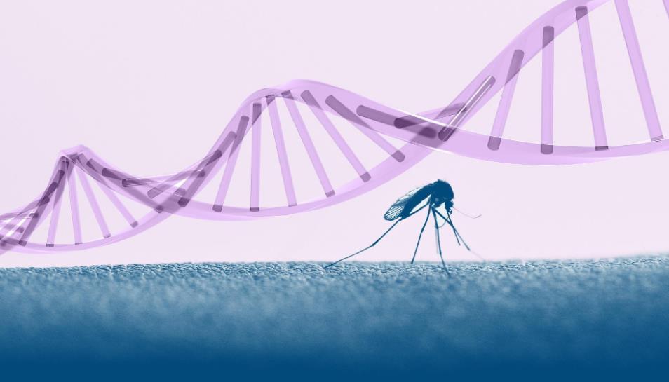 蚊子 基因蚊子能消灭野生蚊子吗?巴西用惨痛教训给了我们答案