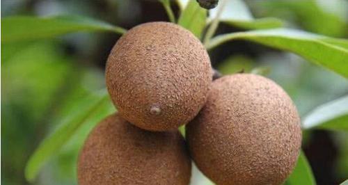 舜网 世界几大奇异水果，总有一款是你没见过的