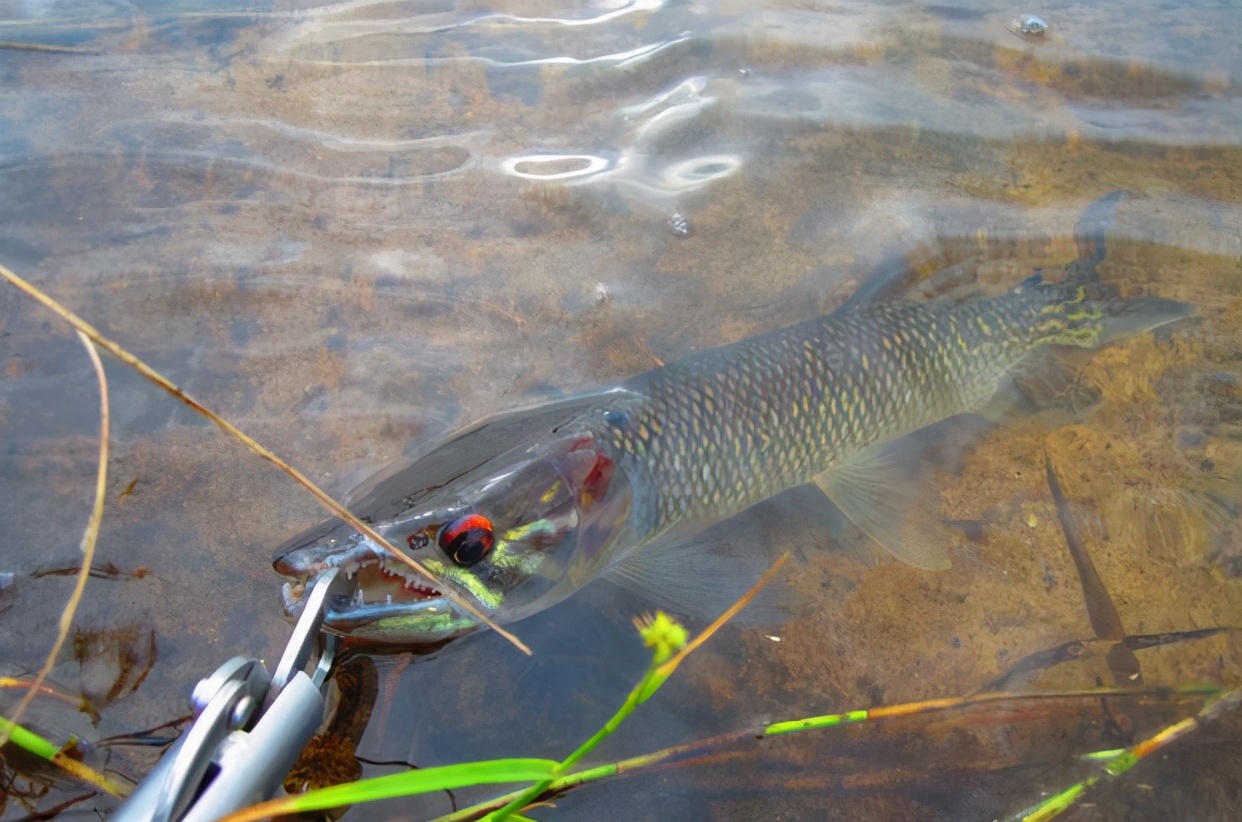 怀化|狗鱼被称为“水中饿狗”，垂钓你需要了解的这些技巧——盛世三渔
