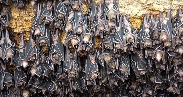 蝙蝠 若是将蝙蝠消灭干净，会造成啥毁灭性后果？科学家早就给出答案