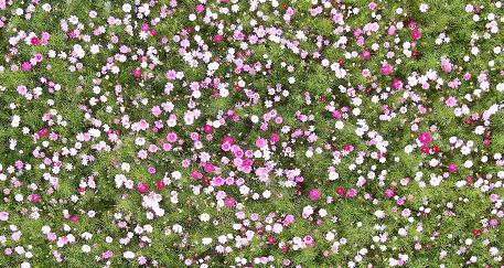 羊城派 情侣约会去哪里？广东十大浪漫碧道攻略请收好！