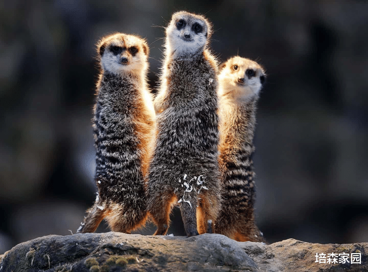 狐獴 狐獴为何总爱站起来呢？原来是因为“瘦”！