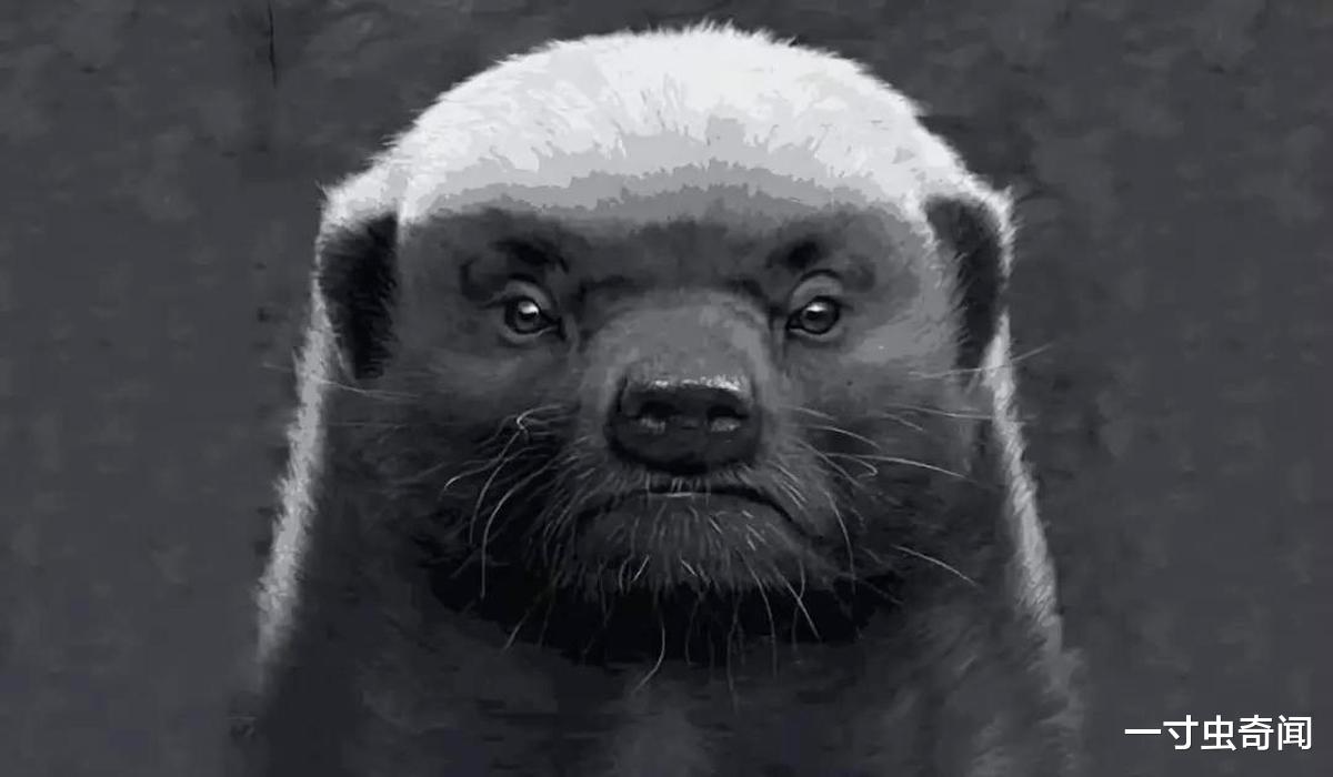 鲸鱼 生死看淡,不服就干的蜜獾,凭什么敢抢鬣狗,是疯了还是身怀绝技