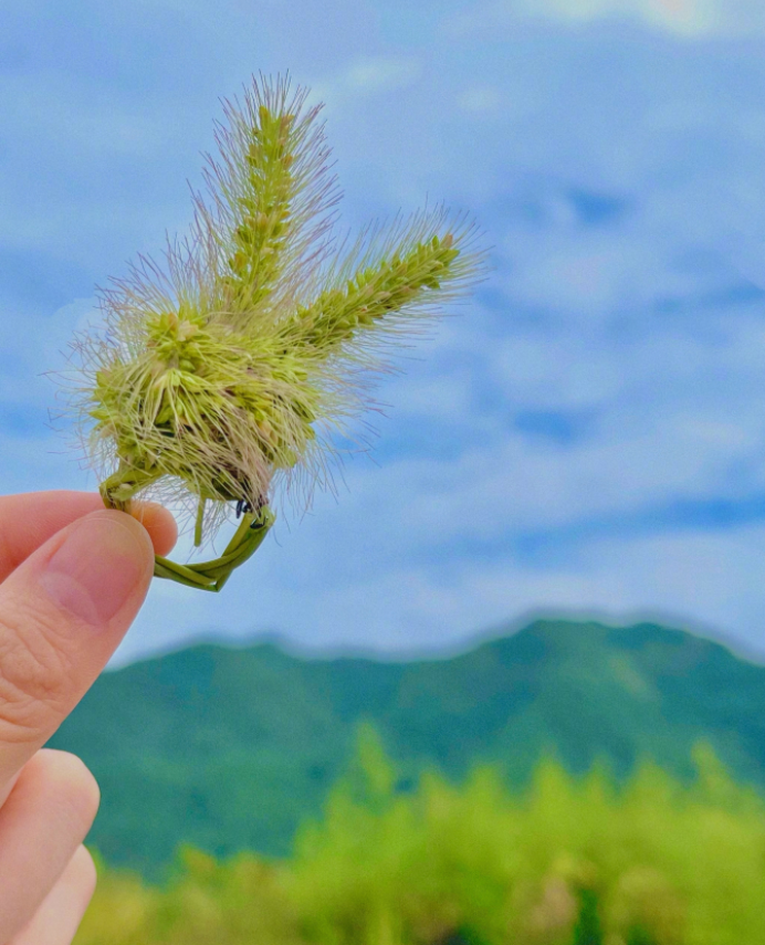 李一桐|李一桐穿古装趴在树上睡觉，照片中未见吊威亚，网友：注意安全！