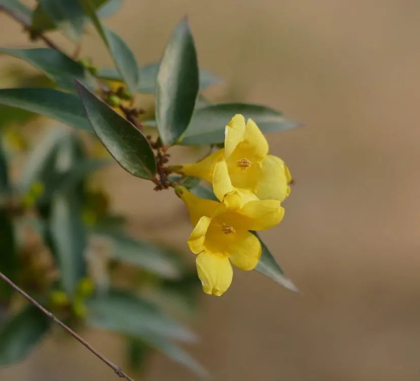 植物|闻香识花之法国香水