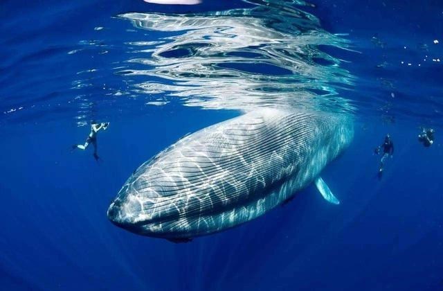 北极 地球上还有没被人类发现的地方吗?