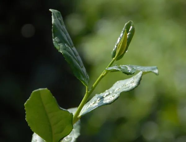 中华茶友集结号 安溪铁观音营销经验与优化建议
