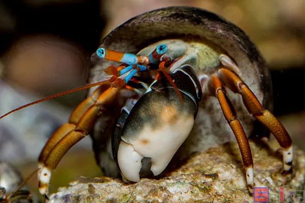 海葵 Sbike动植物百科：十大美丽的海水观赏蟹，形态多样、行为有趣，很适合作为宠物饲养！