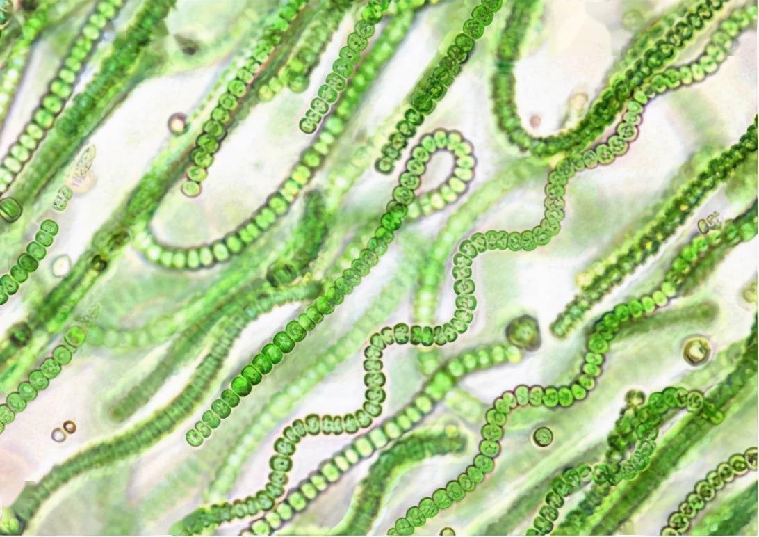 卡纳 氧气是“慢性毒药”？曾经导致微生物大范围灭绝，到底怎么回事？