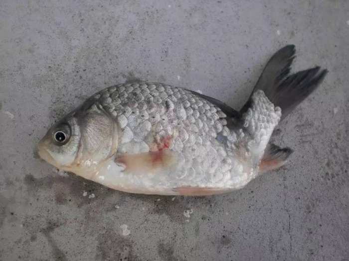 警察|鲤鱼甩籽期间惨遭灭门,真凶多在午夜行凶,为何无人制止?