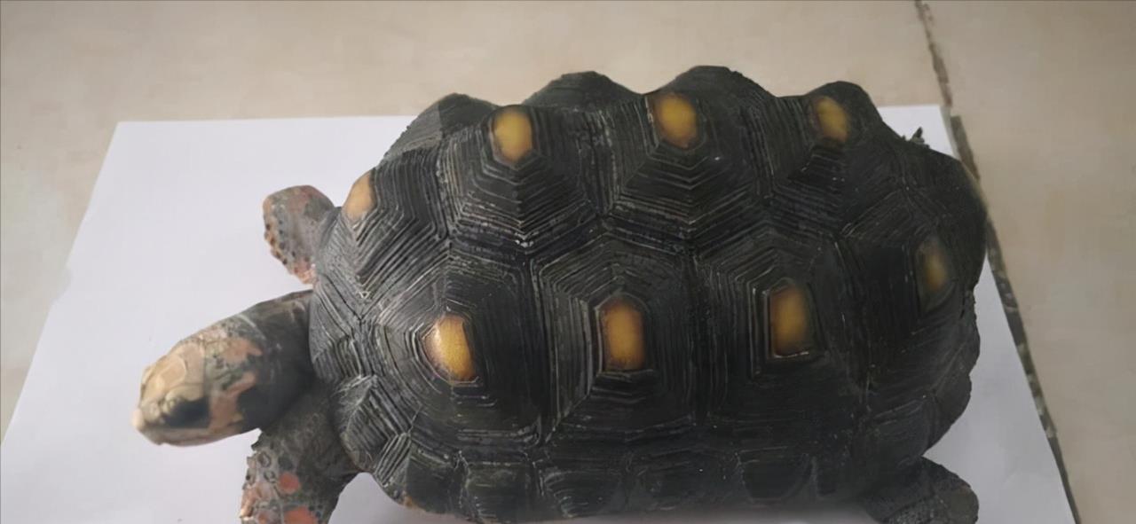 蝎子 四川一男子买了两只乌龟，警察直接找上门，网友：养宠物也不行？