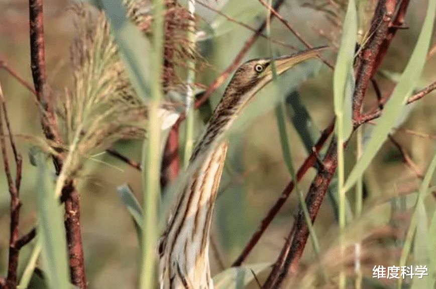 林鸱鸟和大麻鳽是真的能伪装，不仔细看，都发现不了它们！