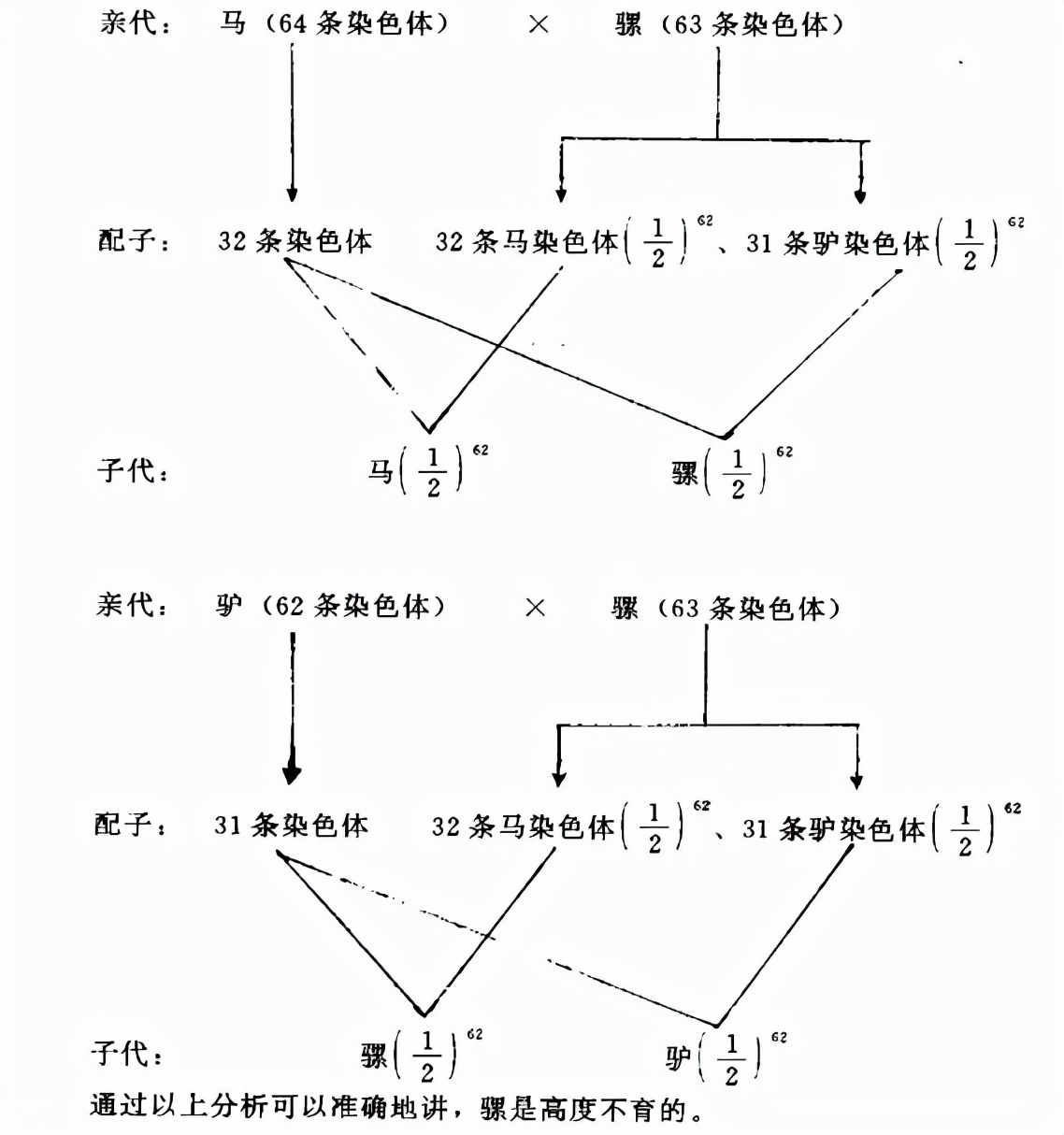染色体 骡子怀孕必死?为什么骡子无法生育?原来是“马和驴”惹的祸
